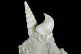 Fossil Gastropod (Haustator) Cluster - Damery, France #86568-2